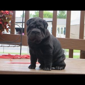 Meet your Posher, Carla